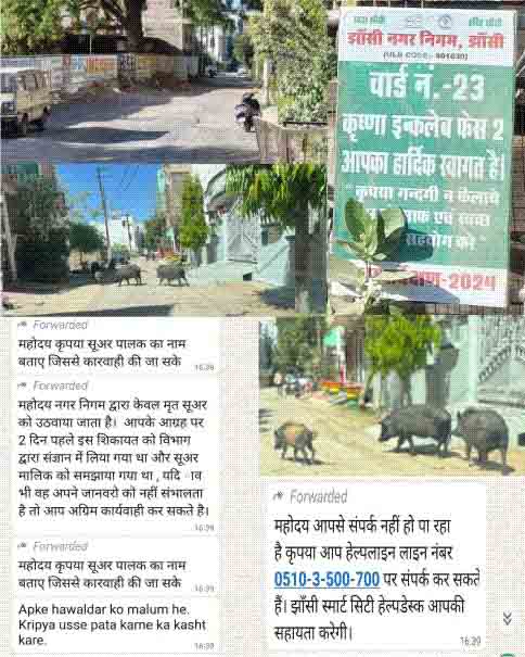 वार्ड 23 की पॉश कॉलोनी में सुअरों का आतंक, नगर निगम नहीं कर रहा कोई कार्यवाही, कहा जा रहा है सुअर पालक का नाम बताएं 